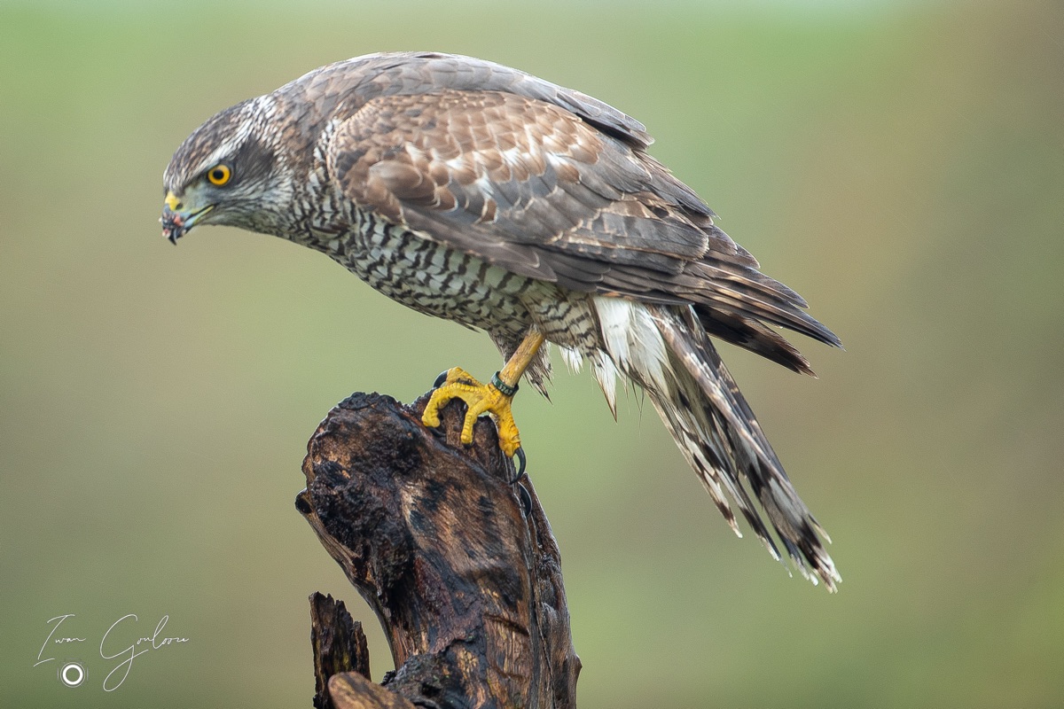 1DX46026 12 december 2021 1223 04